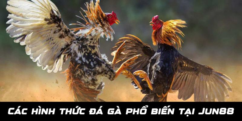 Các cách cược đá gà trực tuyến Jun88 hấp dẫn và lôi cuốn