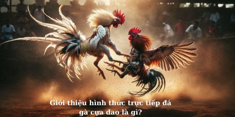 Giới thiệu sơ lược đá gà cựa dao